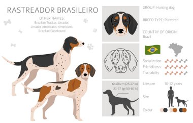Rastreador Brasileiro tırmanıyor. Tüm ceket renkleri ayarlandı. Bütün köpekler karakteristik bilgileri çoğaltır. Vektör illüstrasyonu