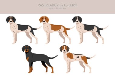 Rastreador Brasileiro tırmanıyor. Tüm ceket renkleri ayarlandı. Bütün köpekler karakteristik bilgileri çoğaltır. Vektör illüstrasyonu