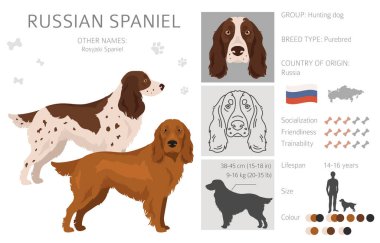 Rus Spaniel Clipart. Tüm ceket renkleri ayarlandı. Bütün köpekler karakteristik bilgileri çoğaltır. Vektör illüstrasyonu