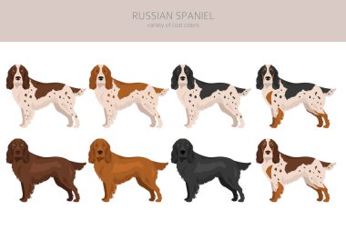 Rus Spaniel Clipart. Tüm ceket renkleri ayarlandı. Bütün köpekler karakteristik bilgileri çoğaltır. Vektör illüstrasyonu
