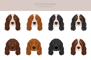 Rus Spaniel Clipart. Tüm ceket renkleri ayarlandı. Bütün köpekler karakteristik bilgileri çoğaltır. Vektör illüstrasyonu