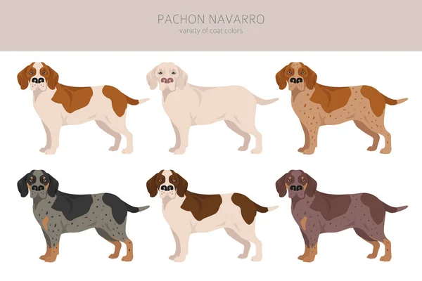 Pachon Navarro集团所有的外套颜色都设置好了 所有的狗都有信息特征 矢量说明 — 图库矢量图片