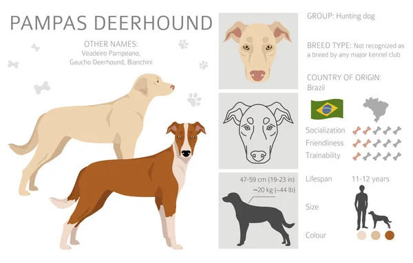 Pampas Deerhound Cliparts Alle Fellfarben Eingestellt Alle Hunderassen Merkmale Infografik — Stockvektor