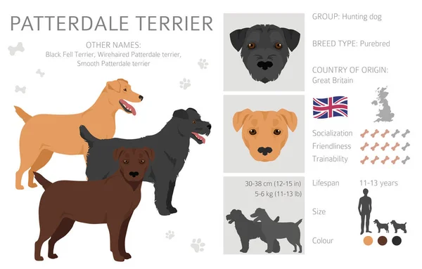 Patterdale Terrier Cliparts Alle Fellfarben Eingestellt Alle Hunderassen Merkmale Infografik — Stockvektor