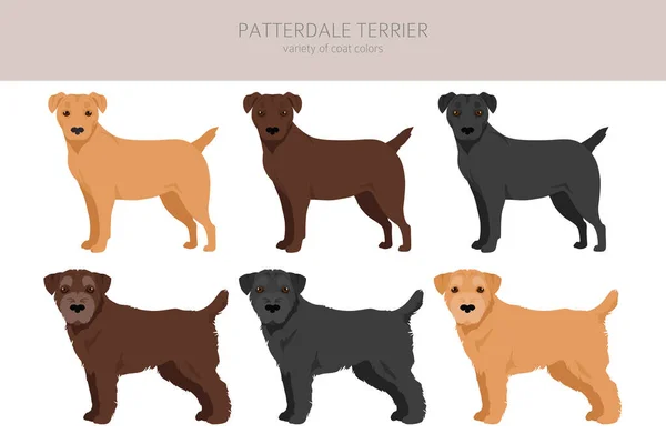 Patterdale Terrier Clipart Todos Los Colores Del Abrigo Establecidos Todas — Archivo Imágenes Vectoriales