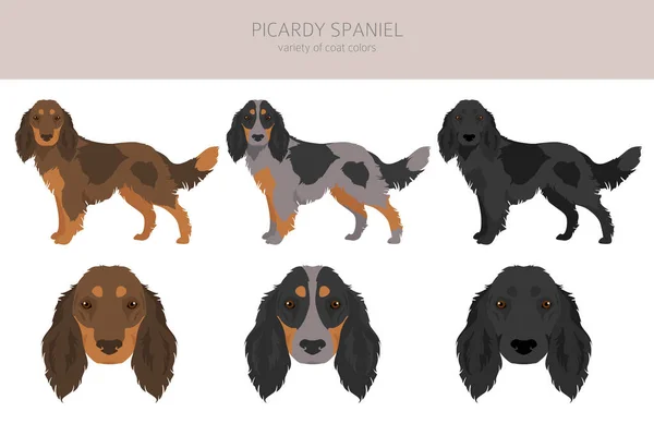 Picardy Spanielin Kliitti Kaikki Turkin Värit Asetettu Kaikki Koirarodut Ominaisuudet — vektorikuva