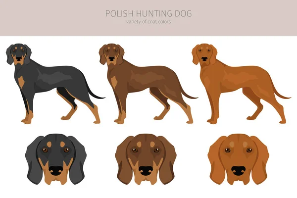 Clipart Cão Caça Polonês Todas Cores Casaco Definidas Todas Raças — Vetor de Stock