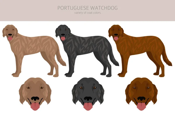 ポルトガルのウォッチドッグ クライアント すべてのコートの色セット すべての犬は特徴的なインフォグラフィックを繁殖させます ベクターイラスト — ストックベクタ