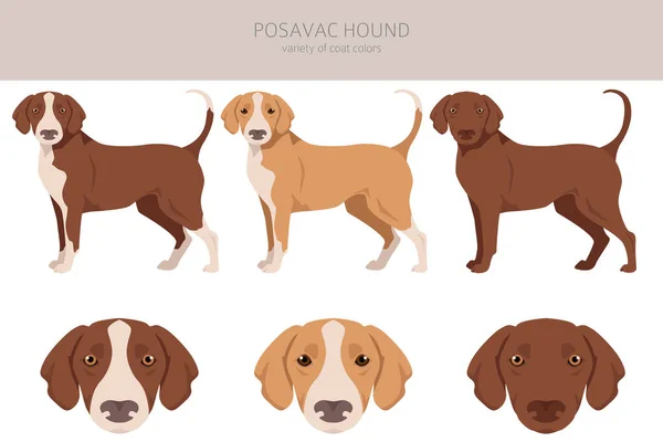 Posavac Hound Clipart All Coat Colors Set All Dog Breeds — Stock Vector