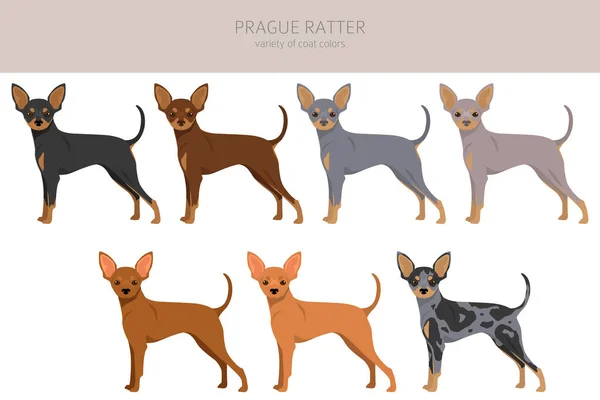 Prague Ratter Clipart Alle Fellfarben Eingestellt Alle Hunderassen Merkmale Infografik — Stockvektor