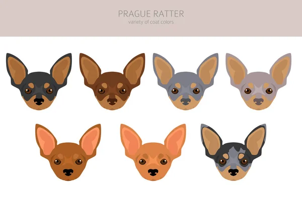 Praga Ratter Clipart Todos Los Colores Del Abrigo Establecidos Todas — Vector de stock