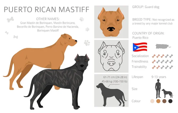Portorykański Klif Mastiffa Wszystkie Kolory Płaszcza Ustawione Wszystkie Rasy Psów — Wektor stockowy