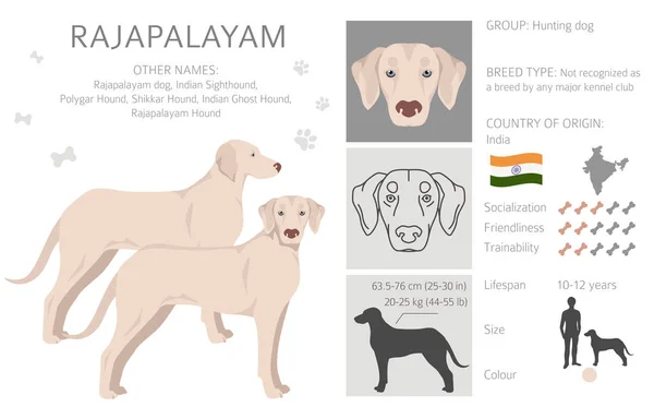 Clipart Rajapalayam Toutes Les Couleurs Manteau Ensemble Toutes Les Races — Image vectorielle