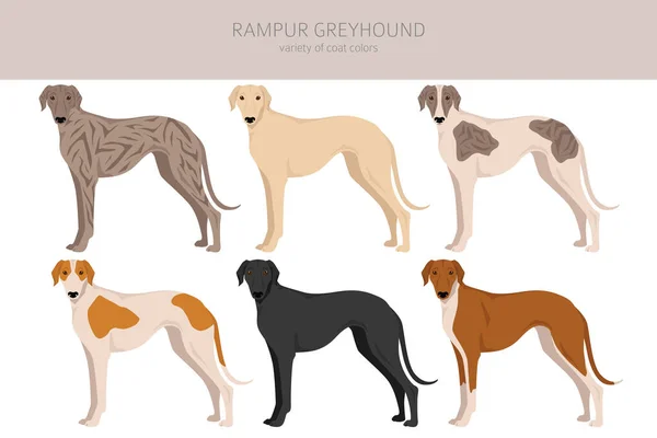 ランプア グレイハウンド すべてのコートの色セット すべての犬は特徴的なインフォグラフィックを繁殖させます ベクターイラスト — ストックベクタ