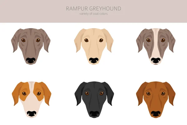 Rampur Greyhound Clipart Všechny Barvy Srsti Nastaveny Všichni Psi Plemeno — Stockový vektor