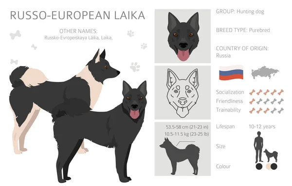 Russo European Laika Előfizető Minden Kabát Szín Beállítva Minden Kutya — Stock Vector