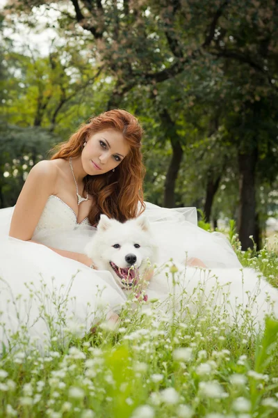 Novia con un samoyedo Imagen de archivo