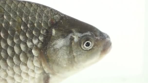 Large crucian carp — Stock Footage Large crucian carp Stock Footage