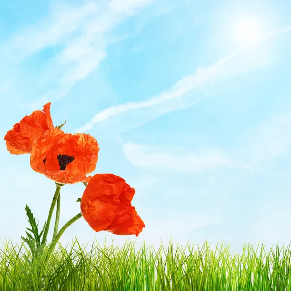 Red bright poppy flowers and green grass against blue sky