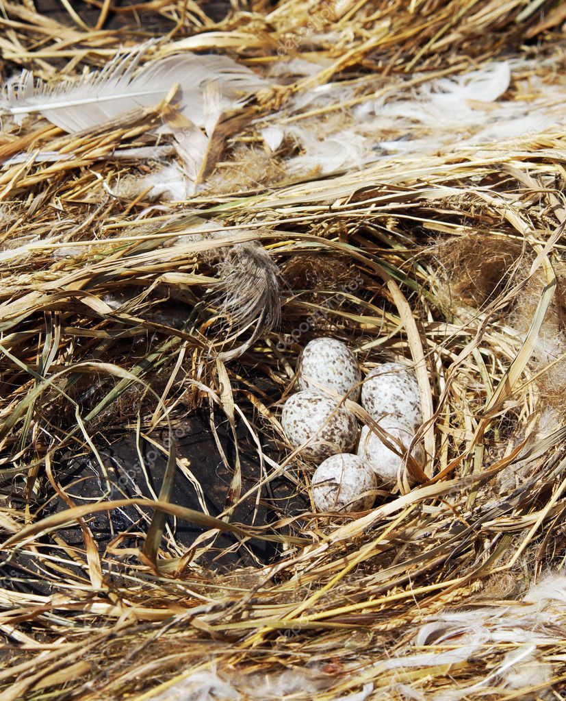 Moineau Mensonge De Oeufs Dans Un Nid Image A Poselenov Moineau Mensonge De Oeufs Dans Un Nid Image A Poselenov