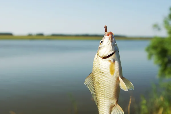 Fishing. Caught crucian carp on a hook — Stock Image Fishing. Caught crucian carp on a hook Stock Photo