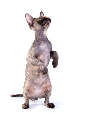 beyaz zemin üzerine Kanadalı sphynx