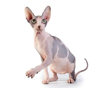 beyaz zemin üzerine Kanadalı sphynx