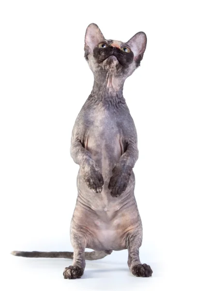 Sphynx canadien sur fond blanc — Photo