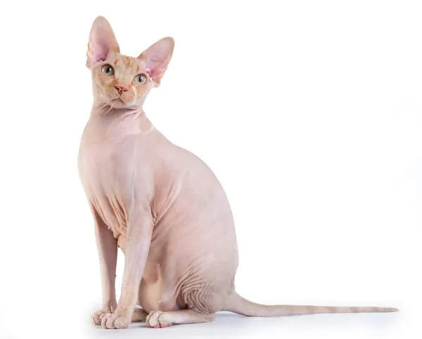 Canadian sphynx on the white background — Stock Photo, Image