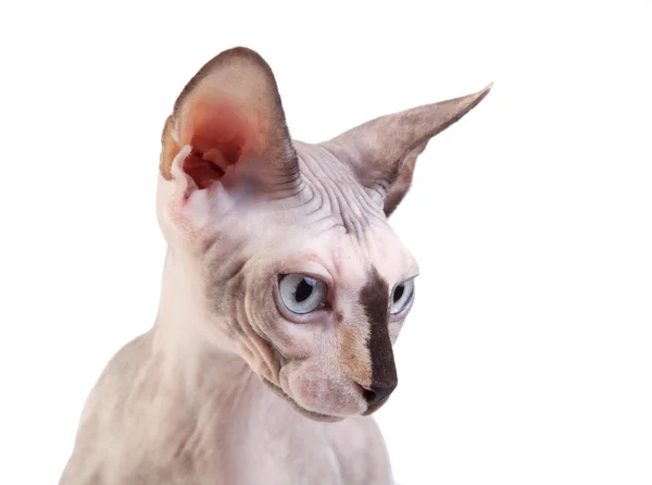 Canadian sphynx on the white background — Stock Photo, Image