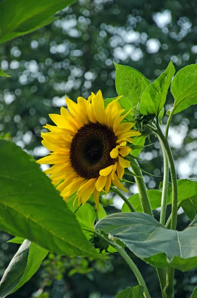 Sonnenblume — Stockfoto