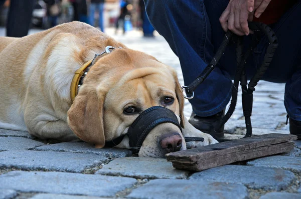 insan en iyi arkadaşı - köpek dinlenme
