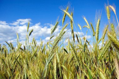tam olarak yetiştirilen tahıl