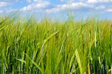 tam olarak yetiştirilen tahıl
