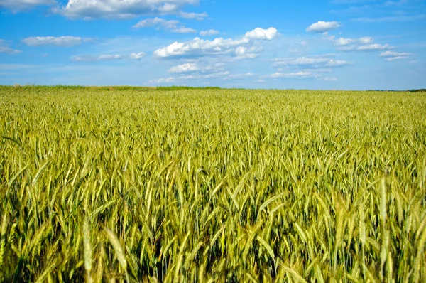 Tam olarak yetiştirilen tahıl — Stok fotoğraf