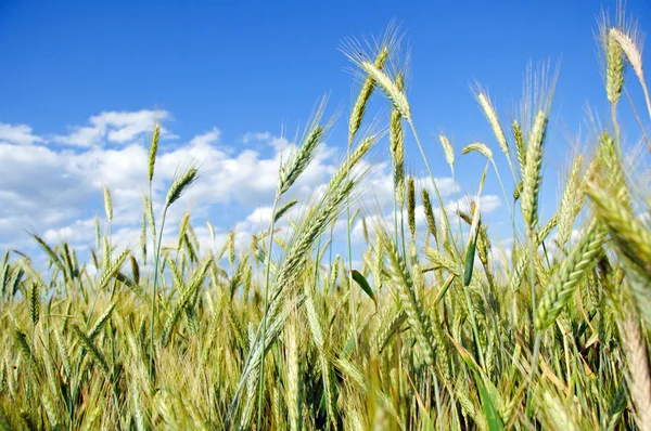 완전히 자란된 곡물 — 스톡 사진