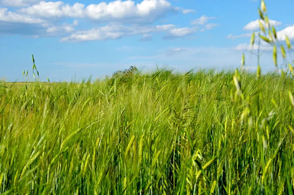 Cereales completamente cultivados — Foto de Stock