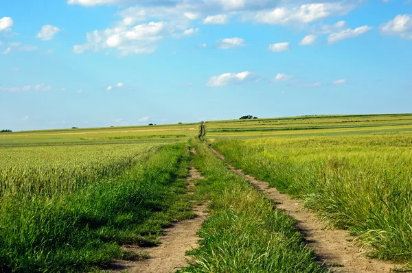 Camino que conduce a través de grano . — Foto de Stock