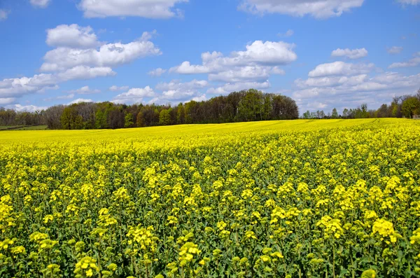 Bloeiende koolzaad veld — Stockfoto