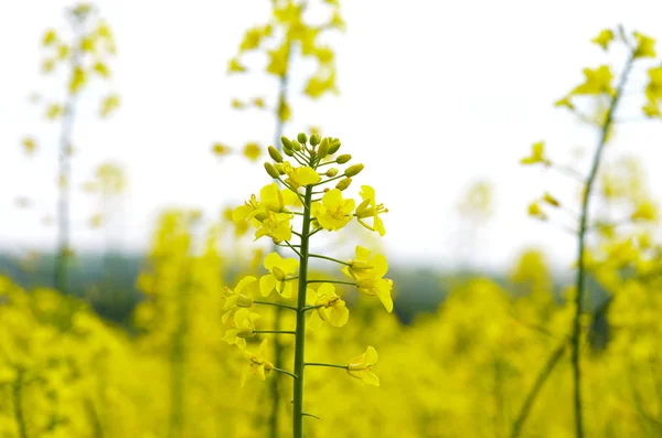 Flowering rapeseed field — Stock Photo, Image