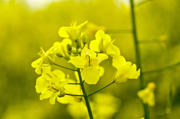 Flowering rapeseed field — Stock Photo, Image