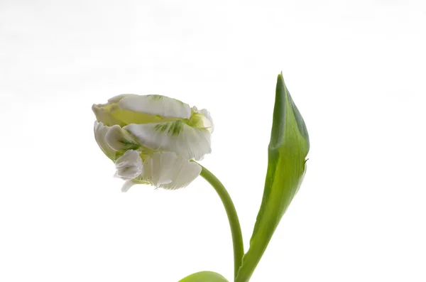 Όμορφη τουλίπα σε λευκό φόντο — Φωτογραφία Αρχείου