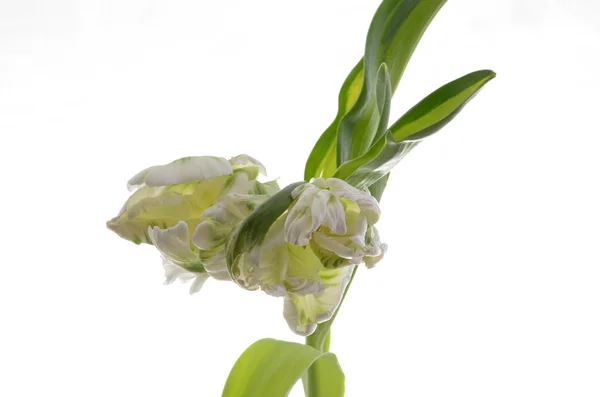 Vacker tulpan på vit bakgrund — Stockfoto