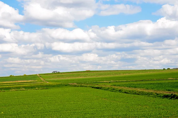 Vägen leder genom korn. — Stockfoto