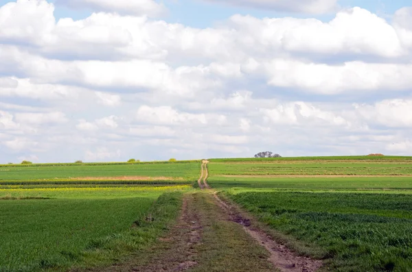 Camino que conduce a través de grano . — Foto de Stock