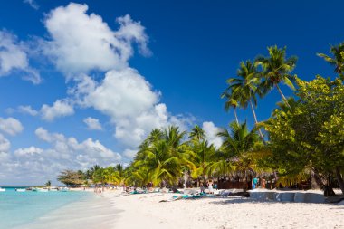 Palm trees on the tropical beach, Caribbean Sea, Dominican Republic clipart