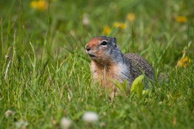 Columbian Ground Squirrel (Urocitellus columbianus) in the grass clipart