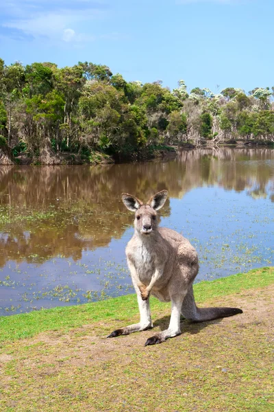 Kangourou debout près du lac — Photo