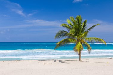 Coconut Palm Tree on the Beach, Dominican Republic clipart