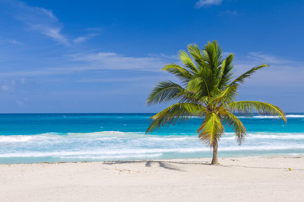 Coconut Palm Tree on the Beach, Dominican Republic